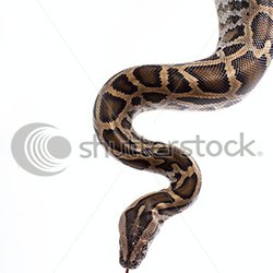 Python Pearltrees
